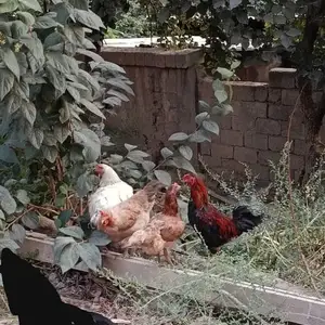 Мургхои хонаги, Душанбе