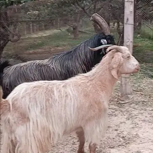Буз, Файзабад