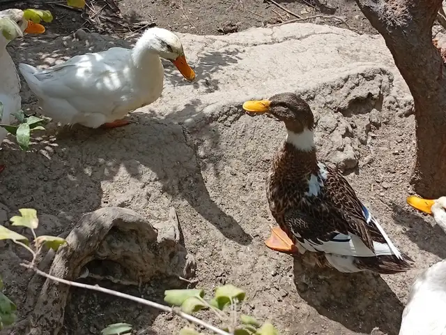Утки, Ваҳдат