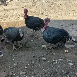 Индукҳо, Гиссар