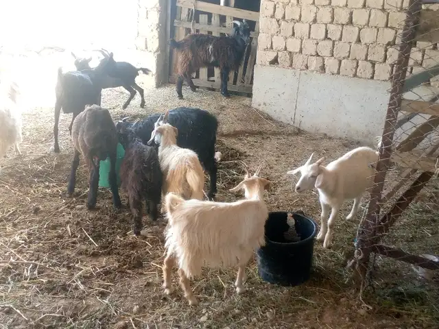 Бузчахо, Канибадам