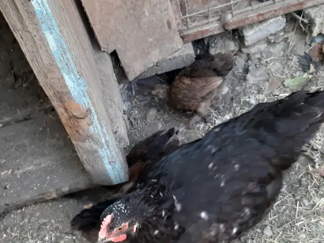 Мурги амири, Худжанд