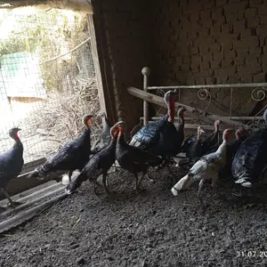 Индюк, Бохтар (Курган-Тюбе)
