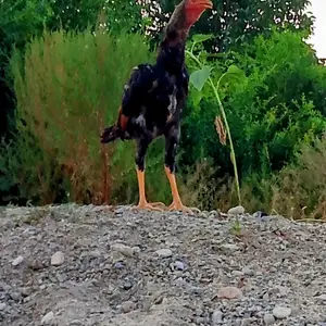 Чучаи дакан, Вахдат