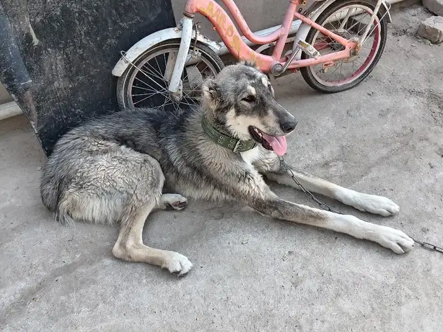 Саги Чупони, Душанбе