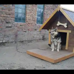 Будка для собак, Душанбе