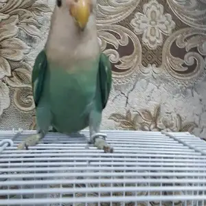Попугай, Душанбе