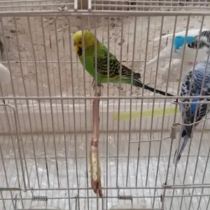 Тутихои хонаги, Душанбе