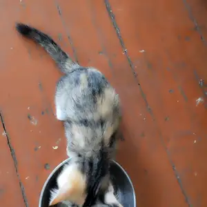 Домашние котята, Худжанд