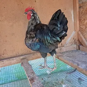 Хуруз, Ҷаббор Расулов