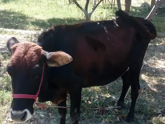 Гов, Худжанд