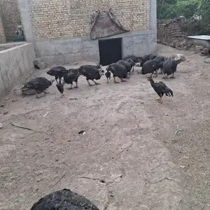 Индюки, Гиссар