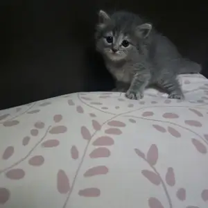 Персидский кот, Худжанд