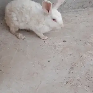 Кролик, Душанбе