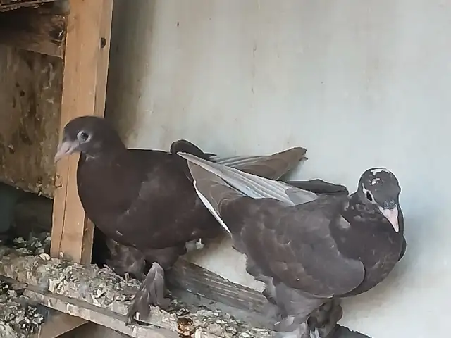 Кафтар, Қубодиён
