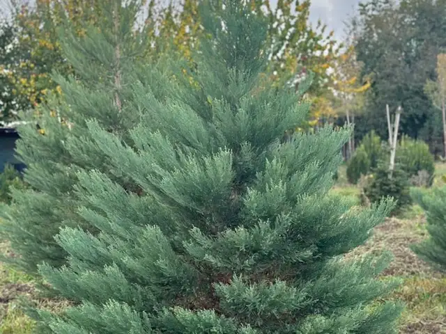 Ель, Душанбе