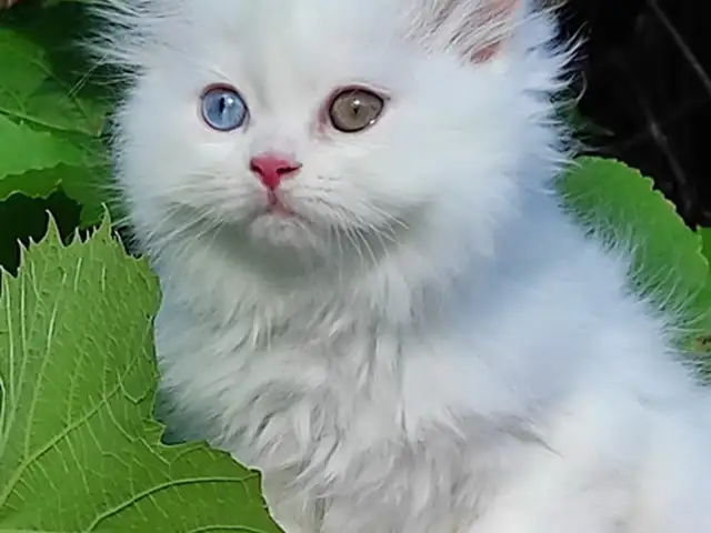 Шотландские котята, Душанбе
