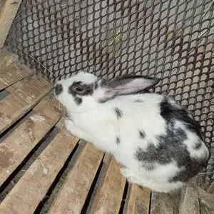Кролик, Душанбе