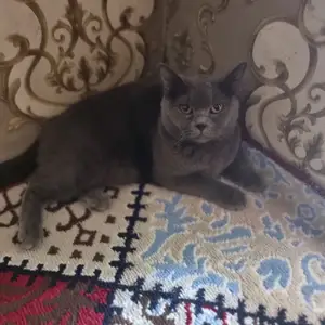 Пишаки шотландски, Душанбе