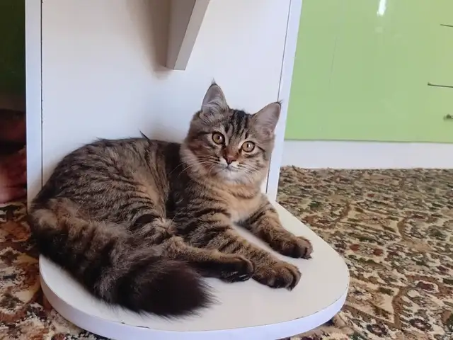 Котенок в добрые руки, Худжанд
