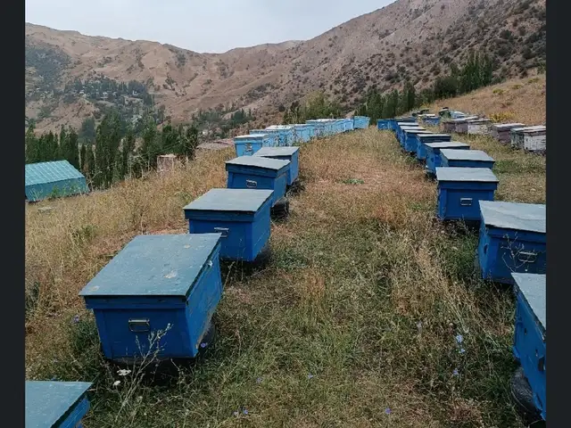 Оиалаи занбур, Пенджикент