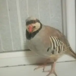 Кабг, Рашт