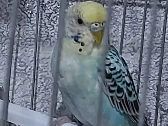 Попугай, Душанбе