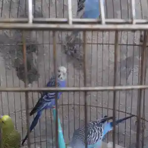 Попугай, Душанбе