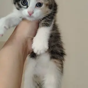 Котенок, Душанбе