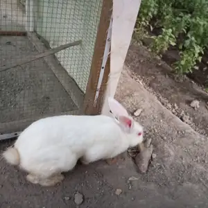 Харгуши сафед, Худжанд