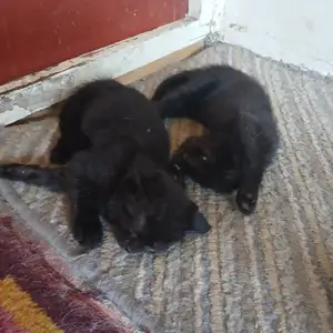 Шотландские котята, Душанбе