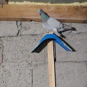 Кафтар, Душанбе