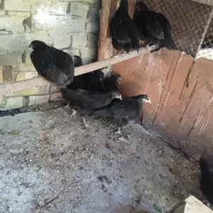 Мурғ Чӯҷаҳои хонагӣ, Хуҷанд