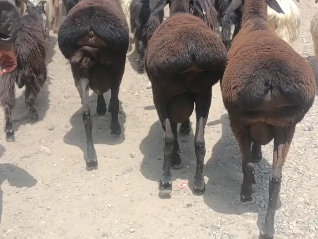 Гусфанд, Душанбе