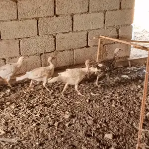 Чучайи индюк, Вахдат