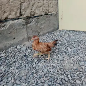 Мург, Душанбе