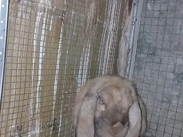 Кролик Французский баран, Худжанд