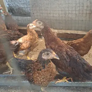 Чучахои ломан браун, Худжанд