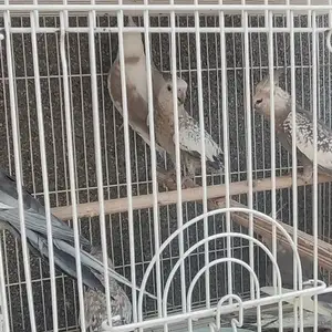 Попугай Белошок 9шт, Душанбе