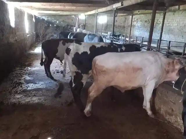 Гусфанд, Душанбе - 3