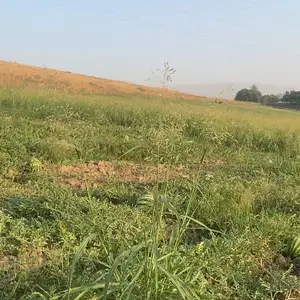 Палак, Данғара