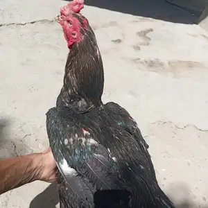 Даканг, Исфара