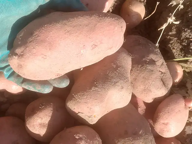 Картошка, Кӯлоб