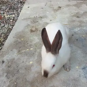 Харгуш, Душанбе