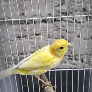 Канарейка, Душанбе