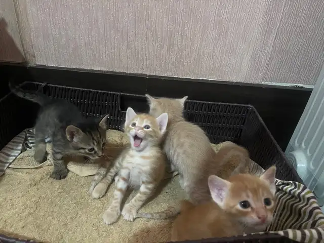 Кошки, Душанбе