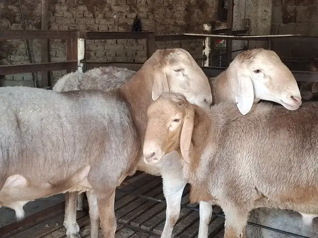 Кучкор, Хуҷанд