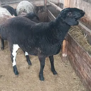 Барра, Душанбе