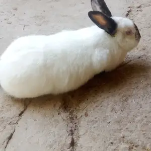 Кролик, Душанбе