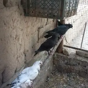 Кабутар, Фархор